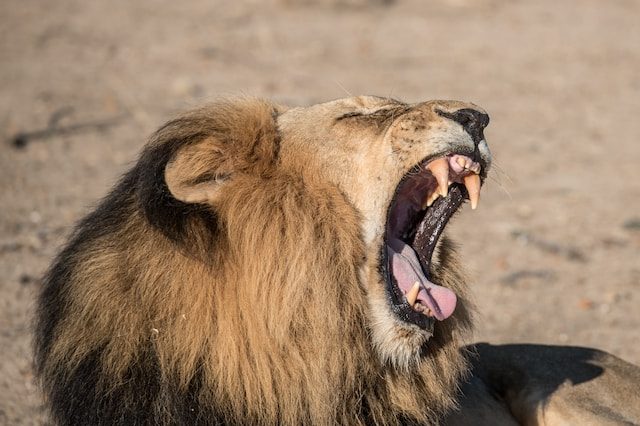 kartik-kbk-BxAKhdtbzSY-unsplash